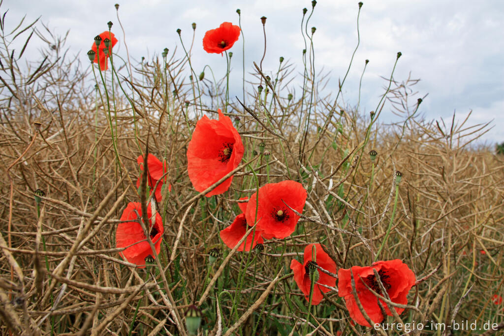 Detailansicht von Mohn, Papaver rhoeas, in einem Rapsfeld