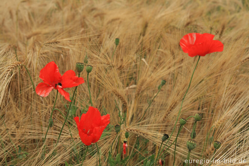 Detailansicht von Mohn, Papaver rhoeas