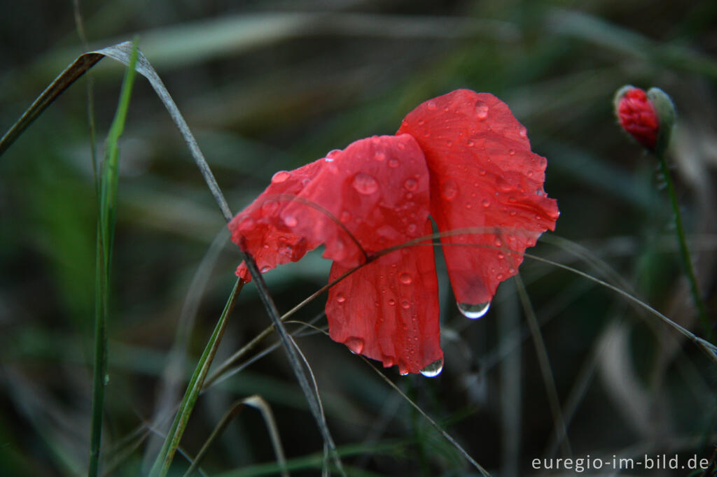 Detailansicht von Mohnblume im Regen