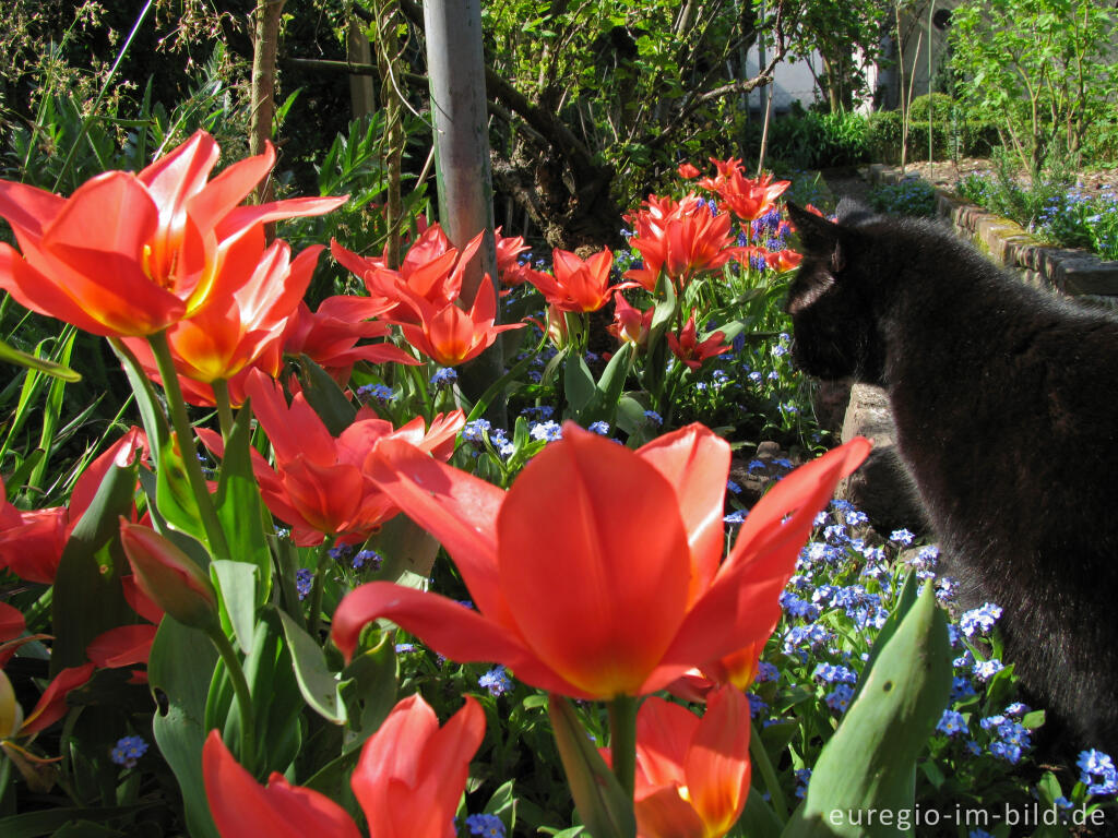 Detailansicht von Mokka mit roten Tulpen