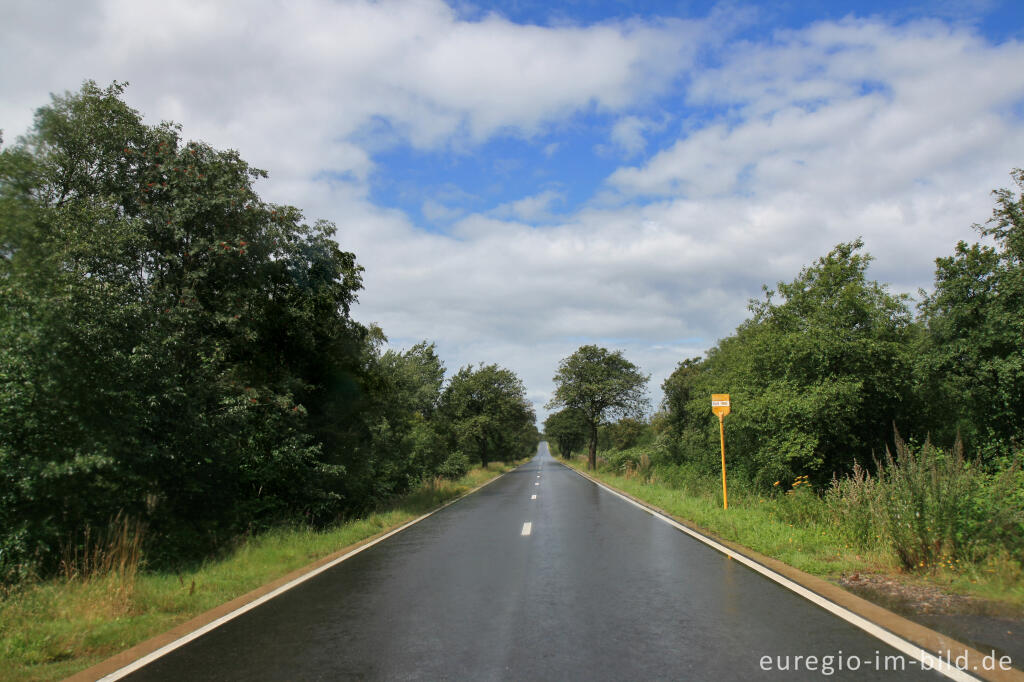 Detailansicht von Monschauer Straße im Brackvenn, Hohes Venn