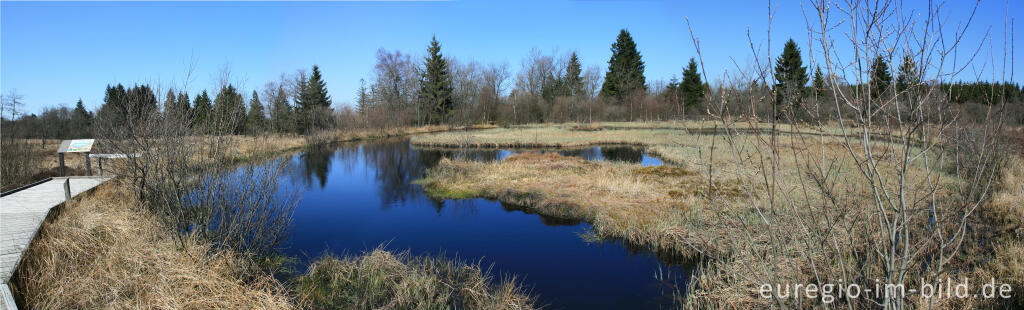 Moorauge im Brackvenn bei Mützenich