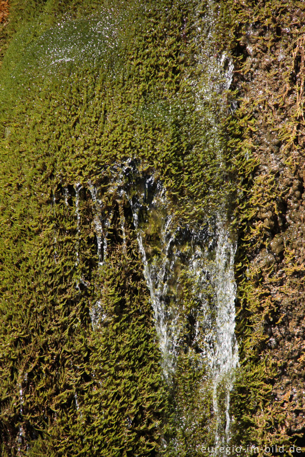 Detailansicht von Moos (Cratoneuron commutatum) im Dreimühlen-Wasserfall 