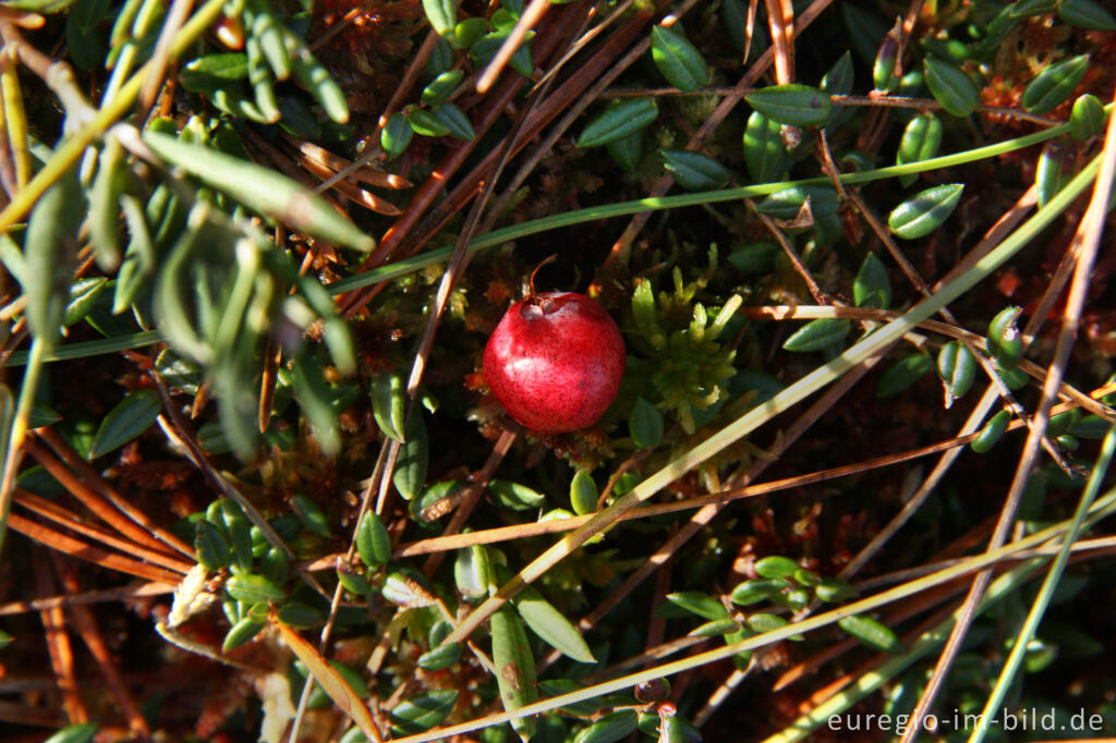 Moosbeere (Vaccinium oxycoccos)