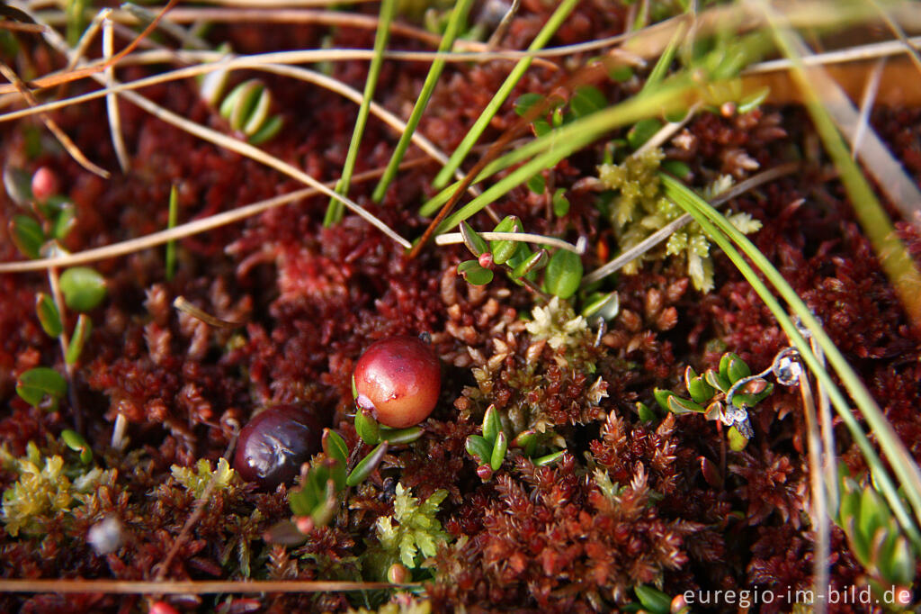 Detailansicht von Moosbeere, Vaccinium oxycoccos