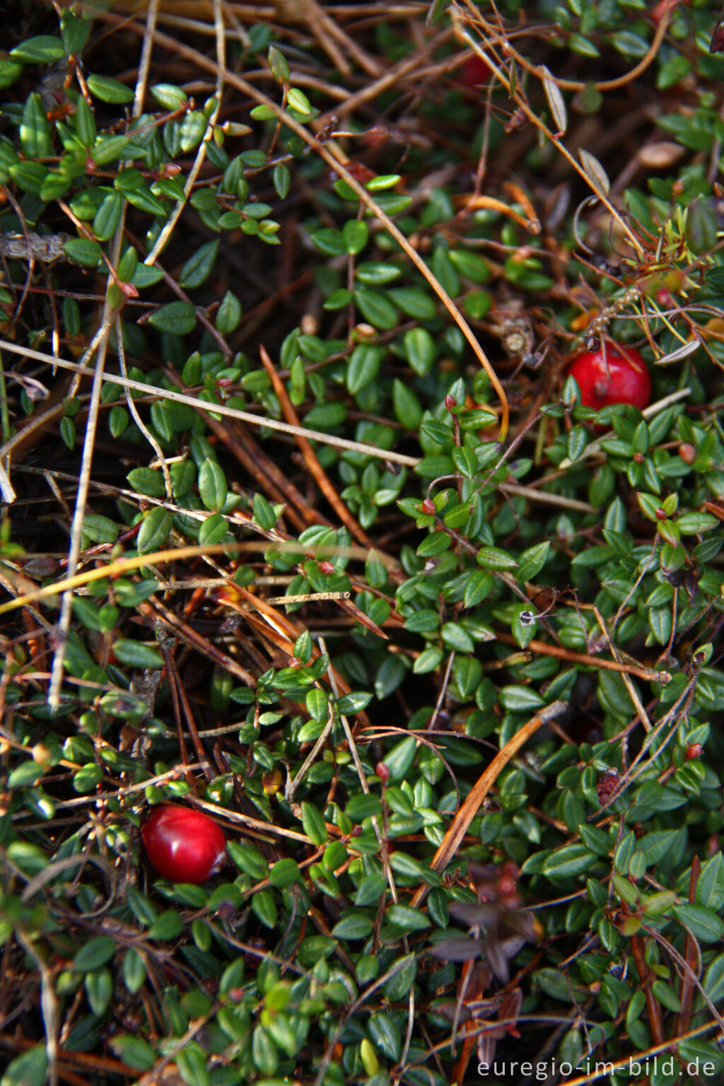 Detailansicht von Moosbeere (Vaccinium oxycoccos)