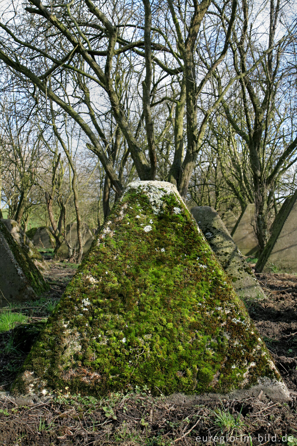 Detailansicht von moosbewachsener Drachenzahn, Westwall 