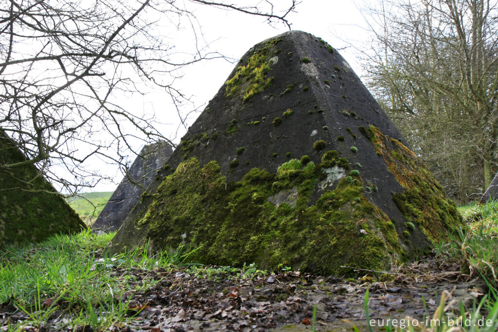 Detailansicht von moosbewachsener Drachenzahn, Westwall