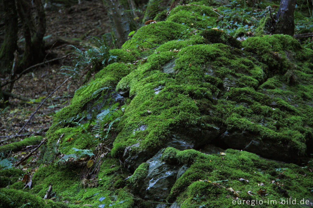 Detailansicht von Moospolster auf einem Felsen im Salmtal, Eifel