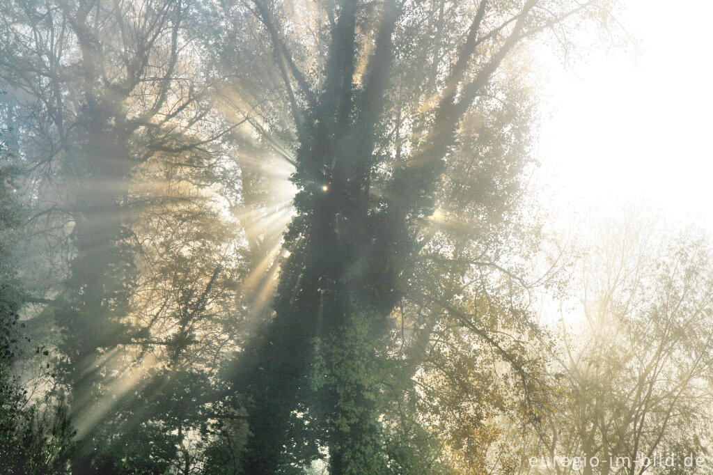 Detailansicht von Morgennebel im Wurmtal zwischen Kohlscheid und Bardenberg