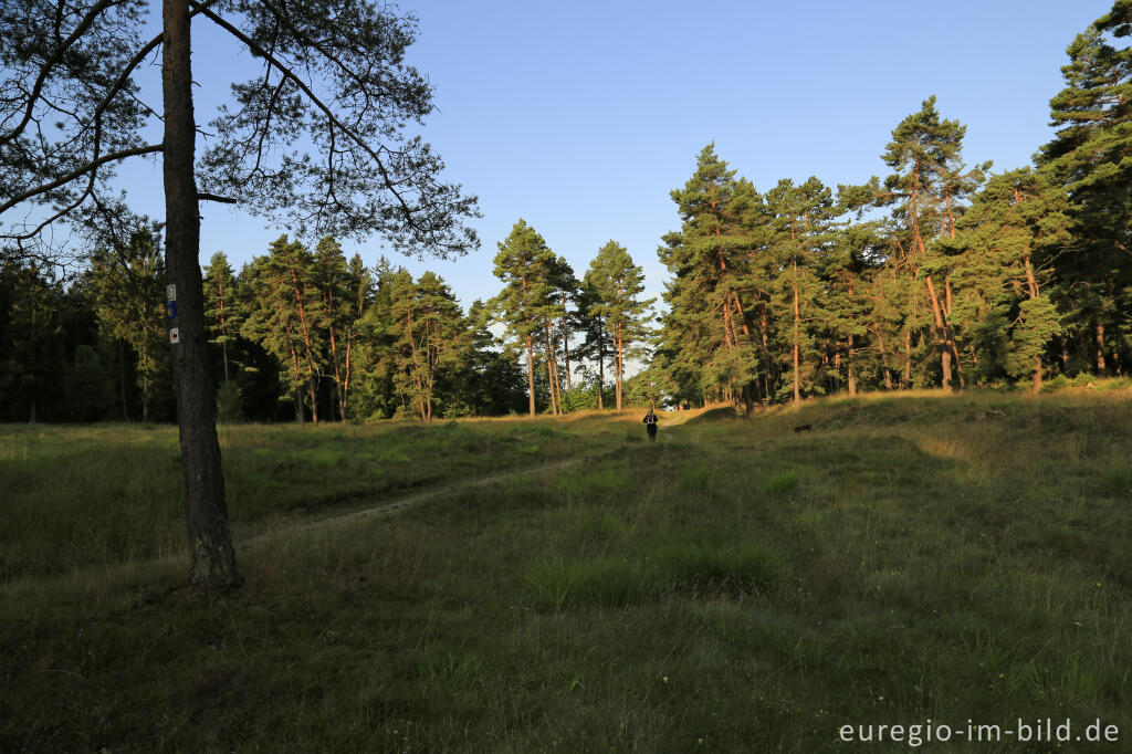 Detailansicht von Morgenstimmung im Naturschutzgebiet Schlangenberg, zwischen Breinig und Vicht