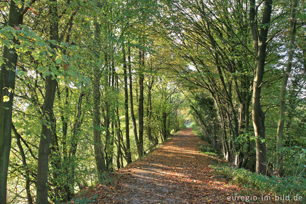 Detailansicht von Morgenstimmung im Wurmtal bei Herzogenrath-Straß