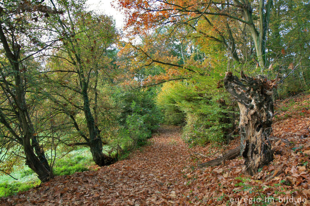 Detailansicht von Morgenstimmung im Wurmtal bei Herzogenrath-Straß