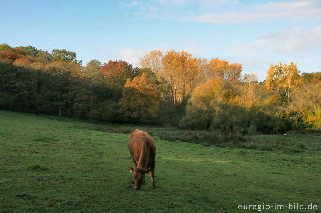 Detailansicht von Morgenstimmung im Wurmtal bei Herzogenrath-Straß