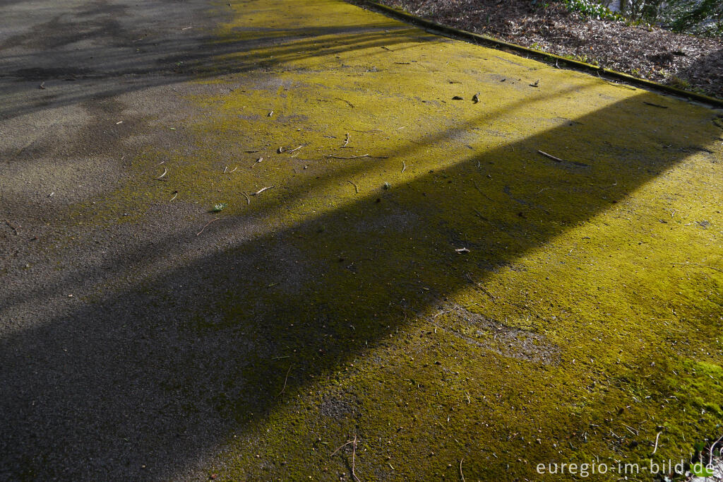 Detailansicht von Moss auf einem Parkplatz