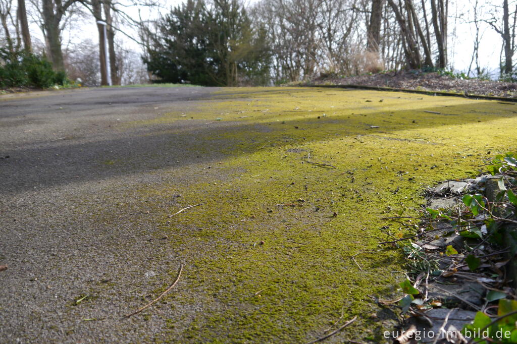 Detailansicht von Moss auf einem Parkplatz