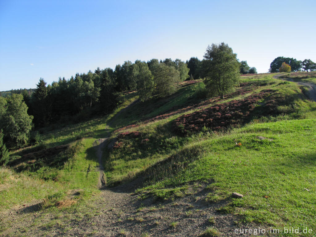 Detailansicht von Mountainbike Strecke im NSG Brander Wald