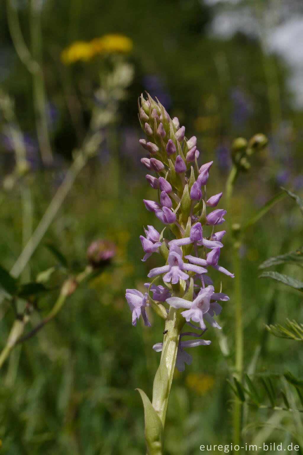 Detailansicht von Mücken-Händelwurz, Gymnadenia conopsea