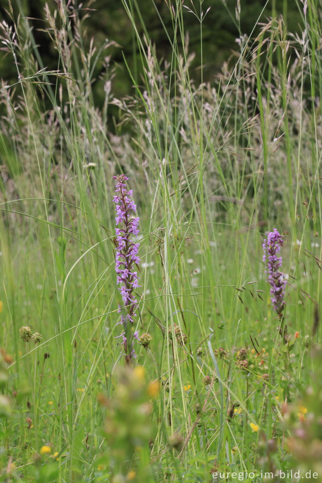 Detailansicht von Mücken-Händelwurz (Gymnadenia conopsea) im Orchideen-Garten Gerendal