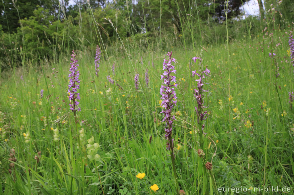 Detailansicht von Mücken-Händelwurz (Gymnadenia conopsea) im Orchideen-Garten Gerendal