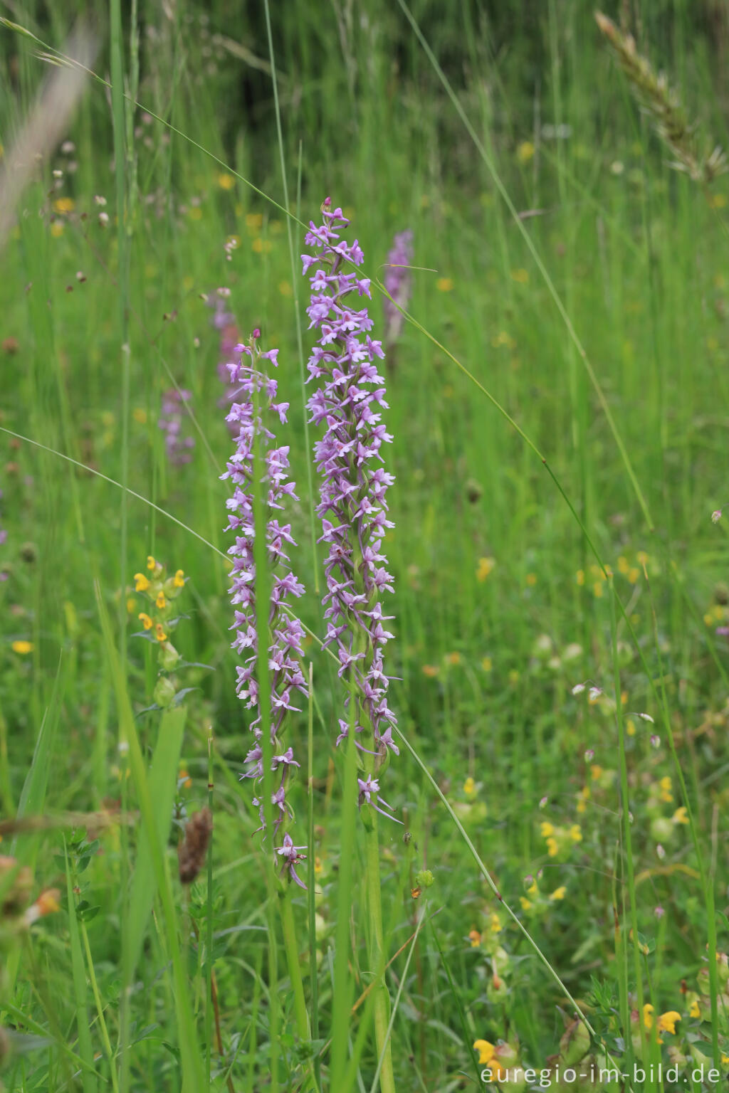 Detailansicht von Mücken-Händelwurz (Gymnadenia conopsea) im Orchideen-Garten Gerendal