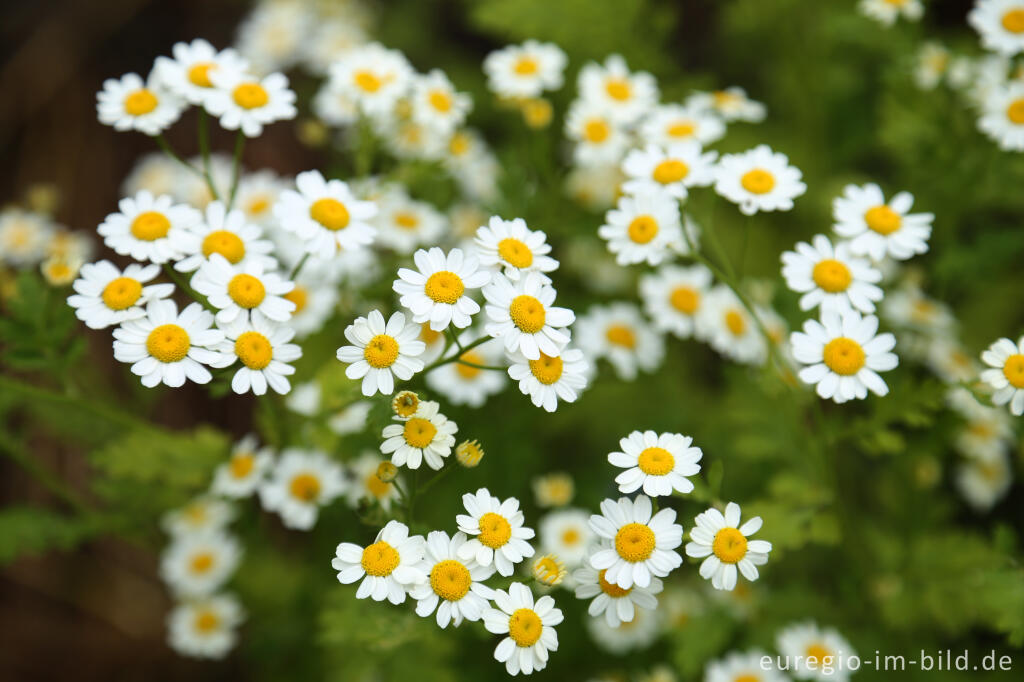 Detailansicht von Mutterkraut (Tanacetum parthenium, Syn.: Chrysanthemum parthenium)