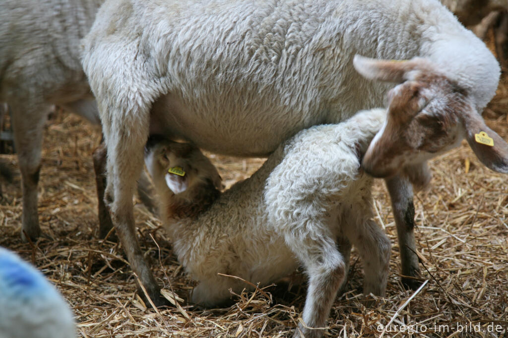 Detailansicht von Mutterschaf mit Lamm, "Schaapskooi Mergelland", Eperheide, NL