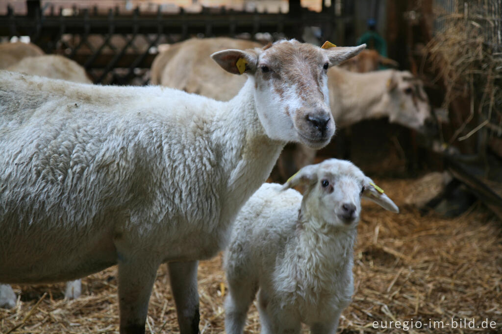 Mutterschaf und Lamm, "Schaapskooi Mergelland", Eperheide, NL