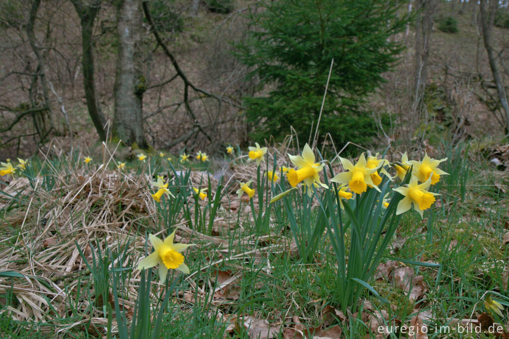 Detailansicht von Narzissen im Tal der Weser