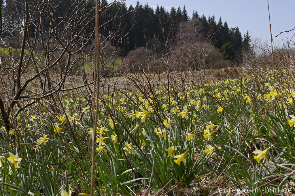 Detailansicht von Narzissenblüte im Holzwarchetal