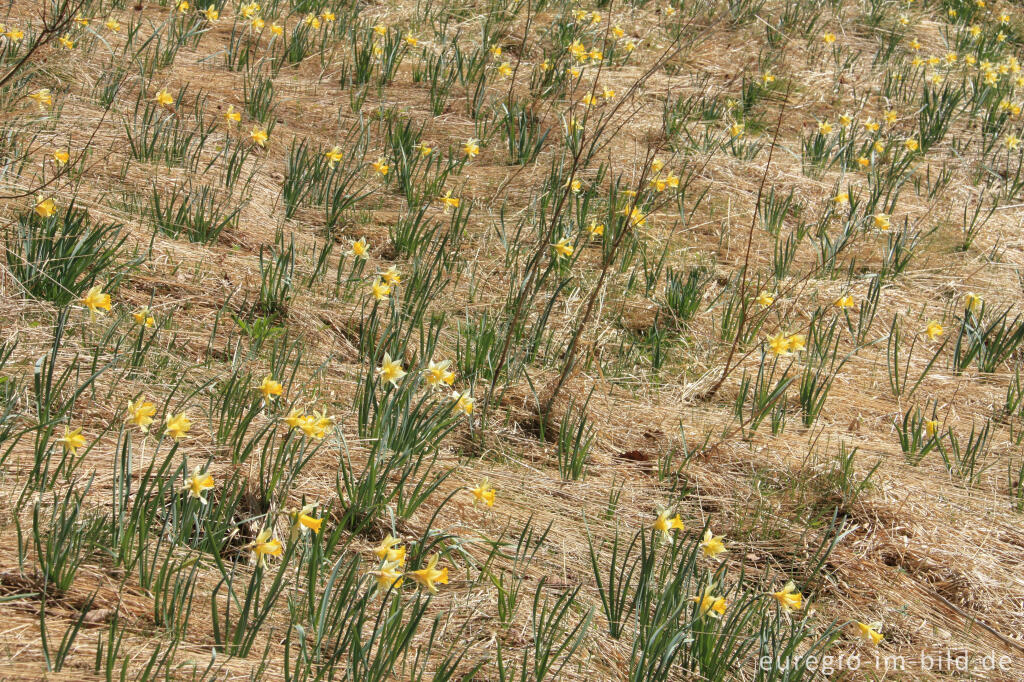 Detailansicht von Narzissenblüte im Holzwarchetal