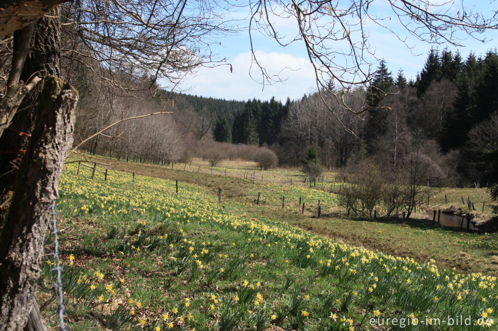 Detailansicht von Narzissenblüte im Holzwarchetal