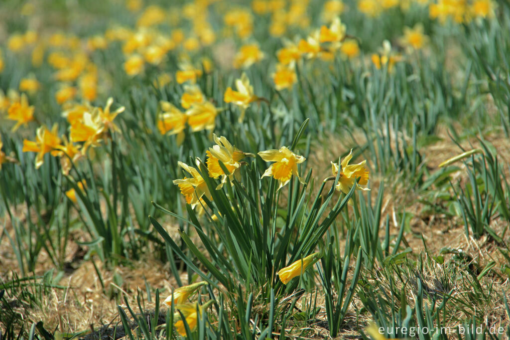 Detailansicht von Narzissenblüte im Holzwarchetal