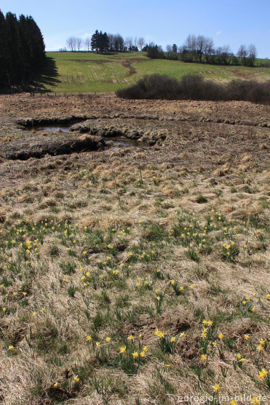 Detailansicht von Narzissenblüte im Holzwarchetal