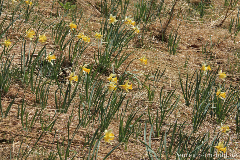 Detailansicht von Narzissenblüte im Holzwarchetal