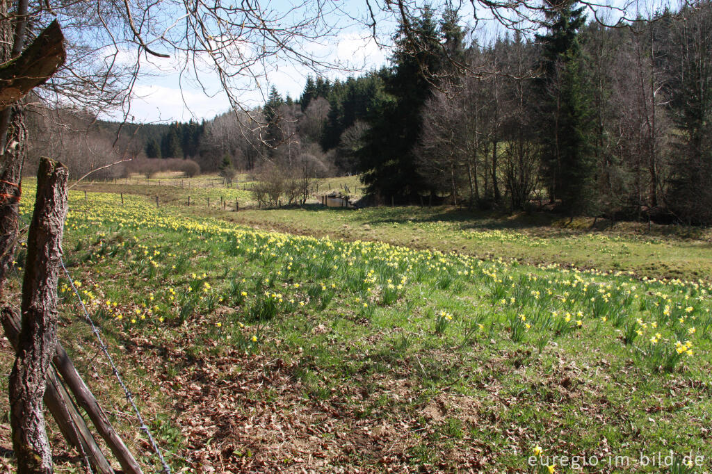 Narzissenblüte im Holzwarchetal