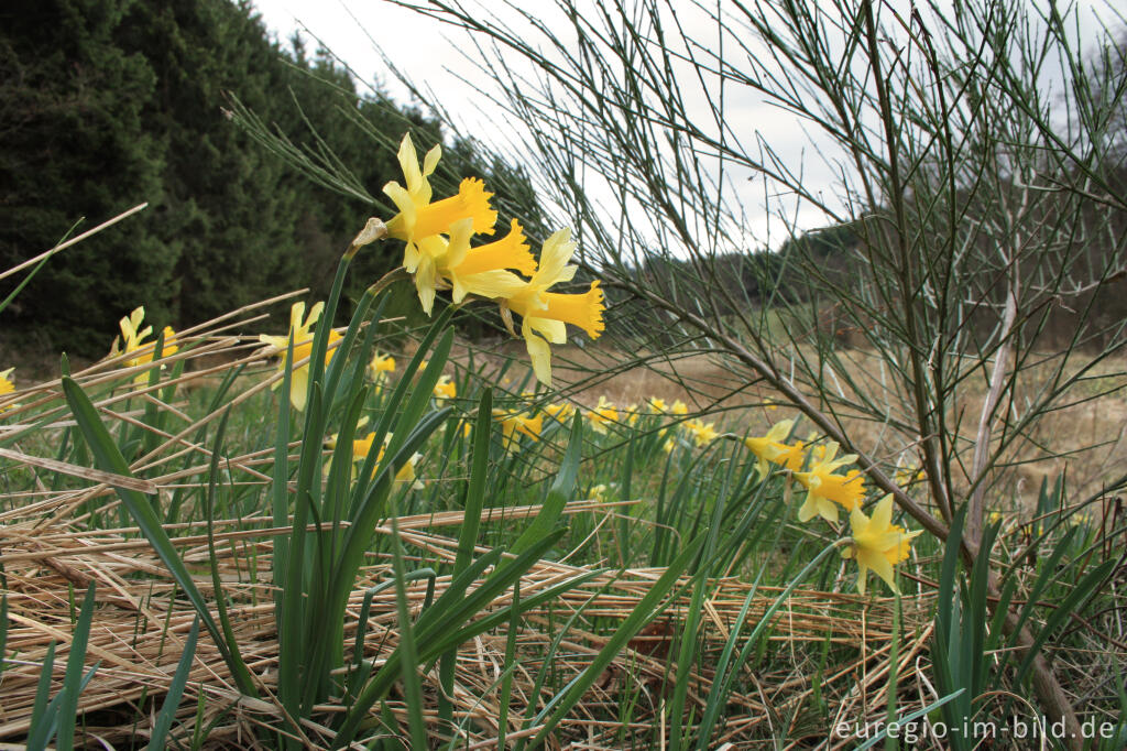 Narzissenblüte im Oleftal