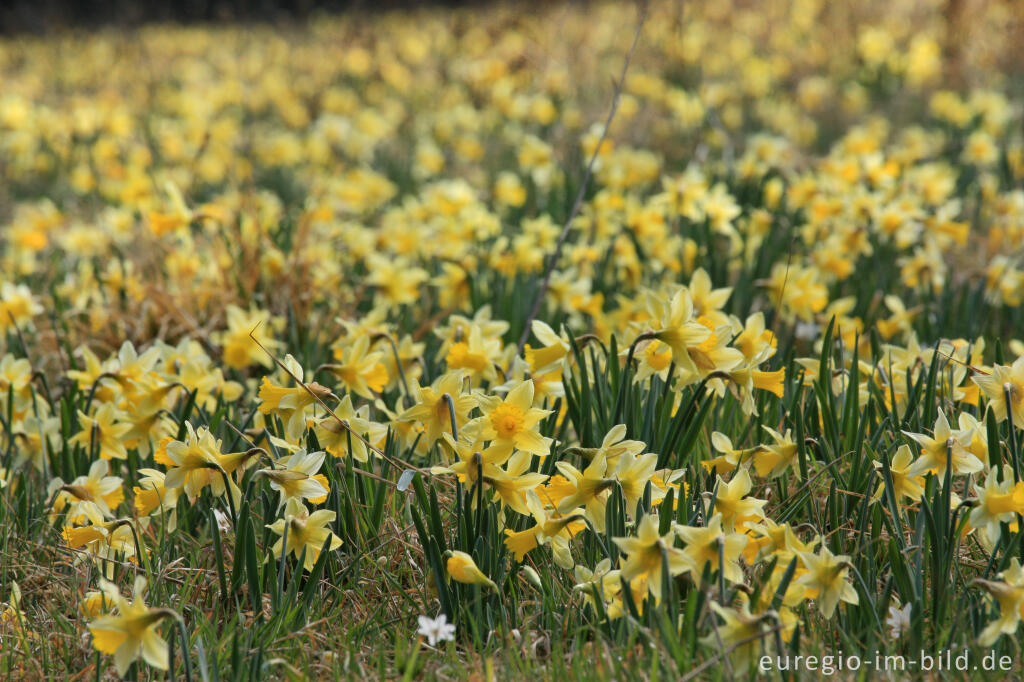 Detailansicht von Narzissenblüte im Oleftal