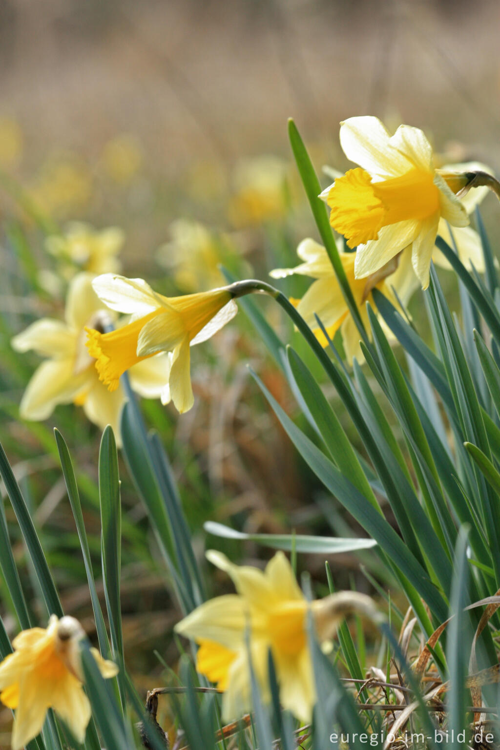 Detailansicht von Narzissenblüte im Oleftal