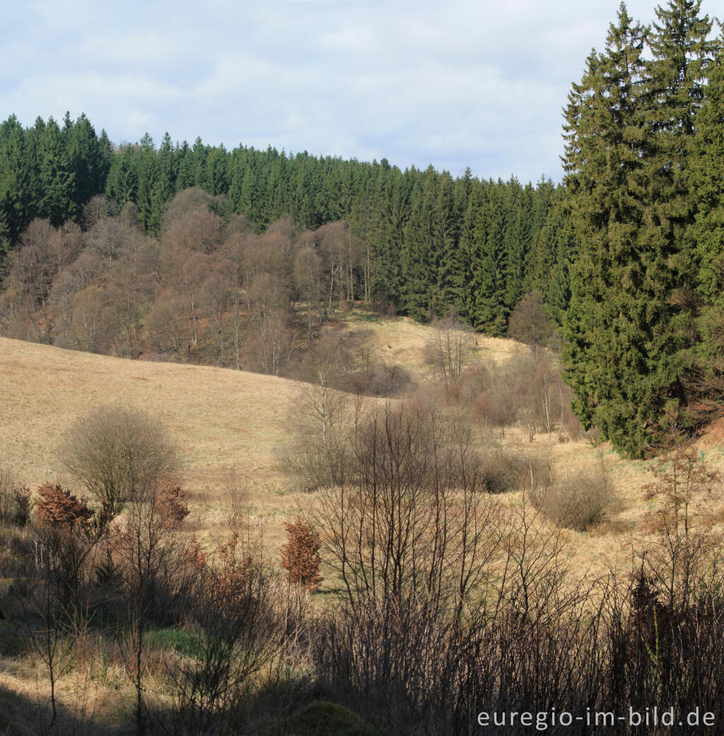 Detailansicht von Narzissenblüte im Oleftal