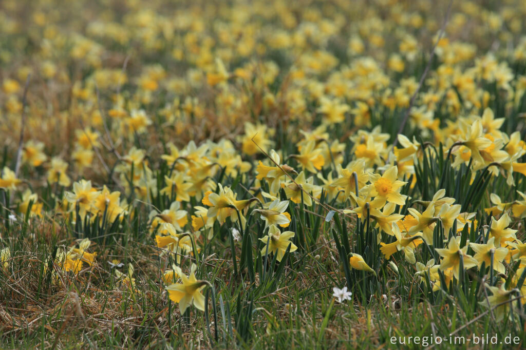 Detailansicht von Narzissenblüte im Oleftal