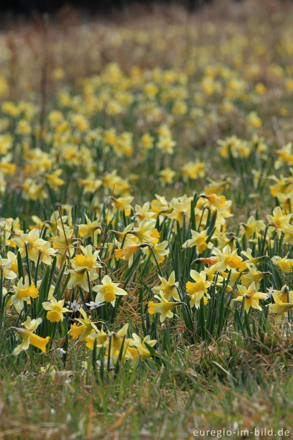 Detailansicht von Narzissenblüte im Oleftal