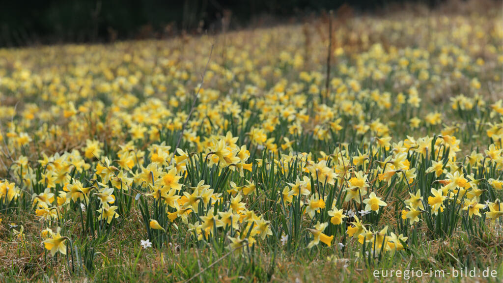 Narzissenblüte im Oleftal