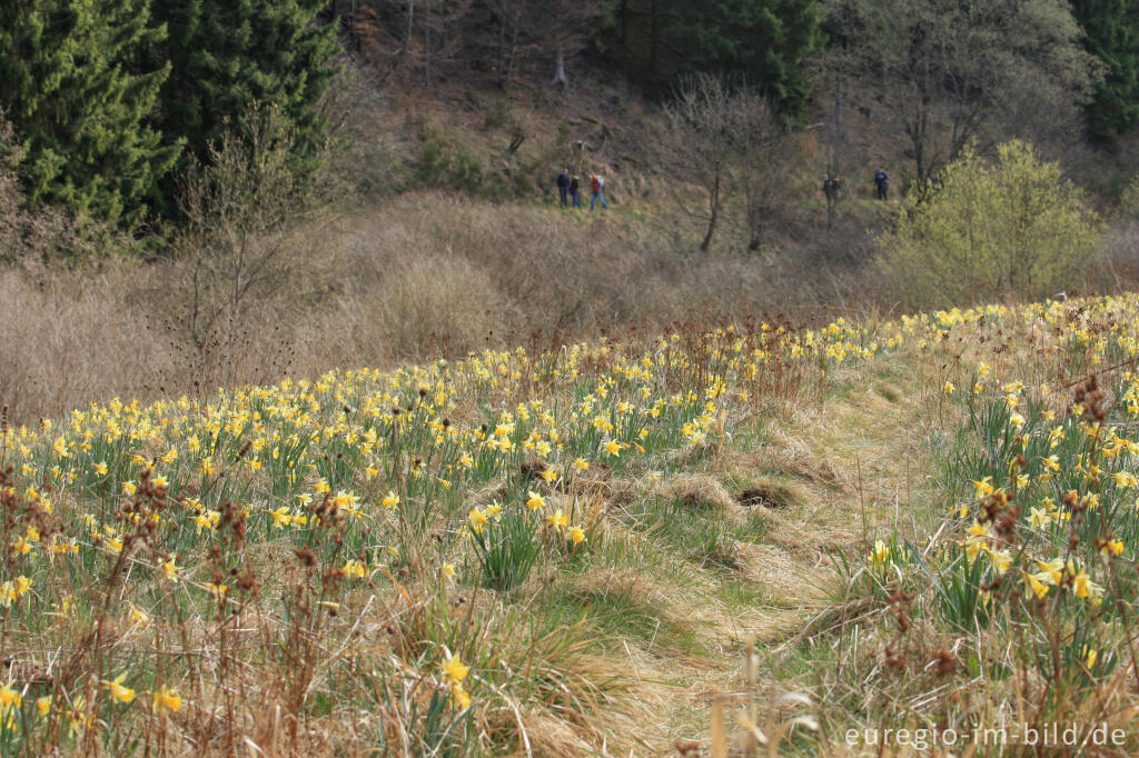 Detailansicht von Narzissenblüte im Oleftal