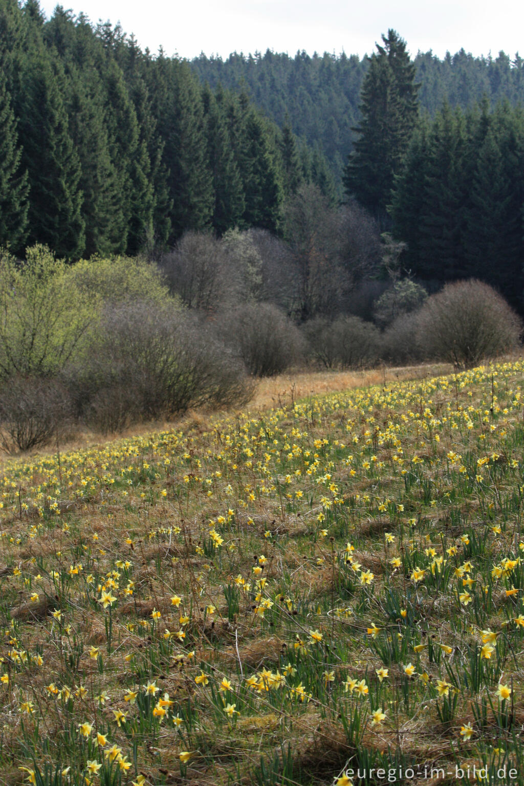 Detailansicht von Narzissenblüte im Oleftal