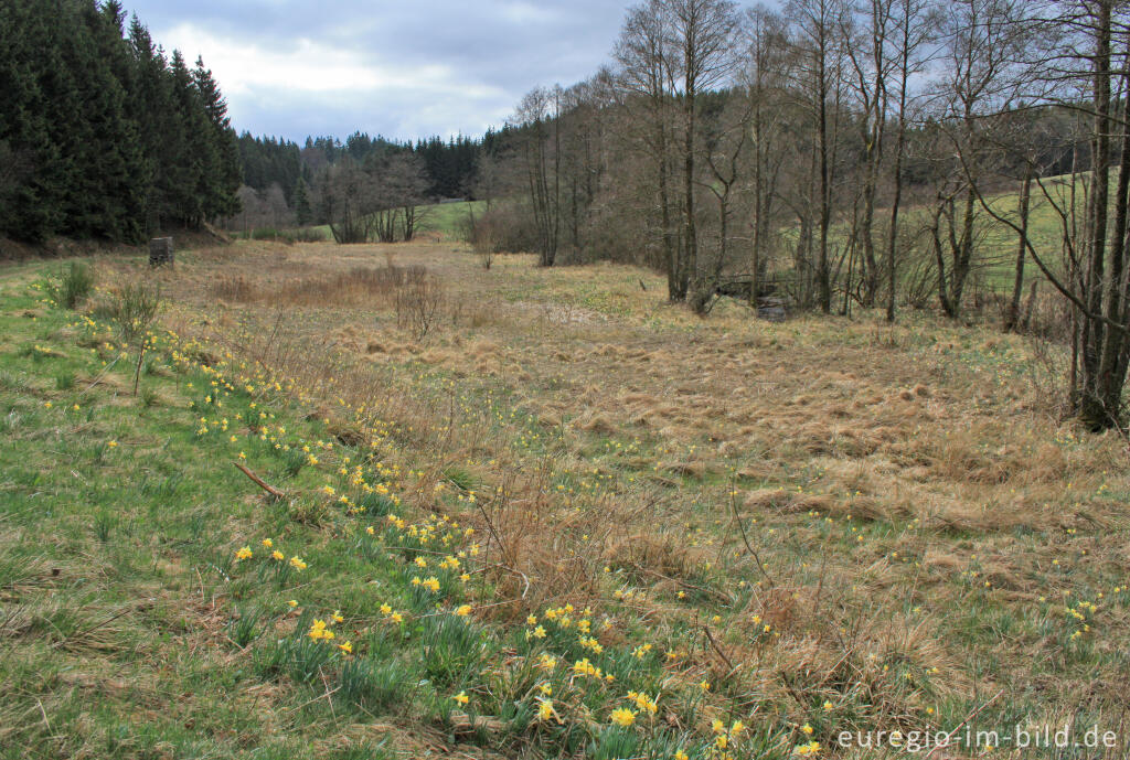 Narzissenblüte im Oleftal