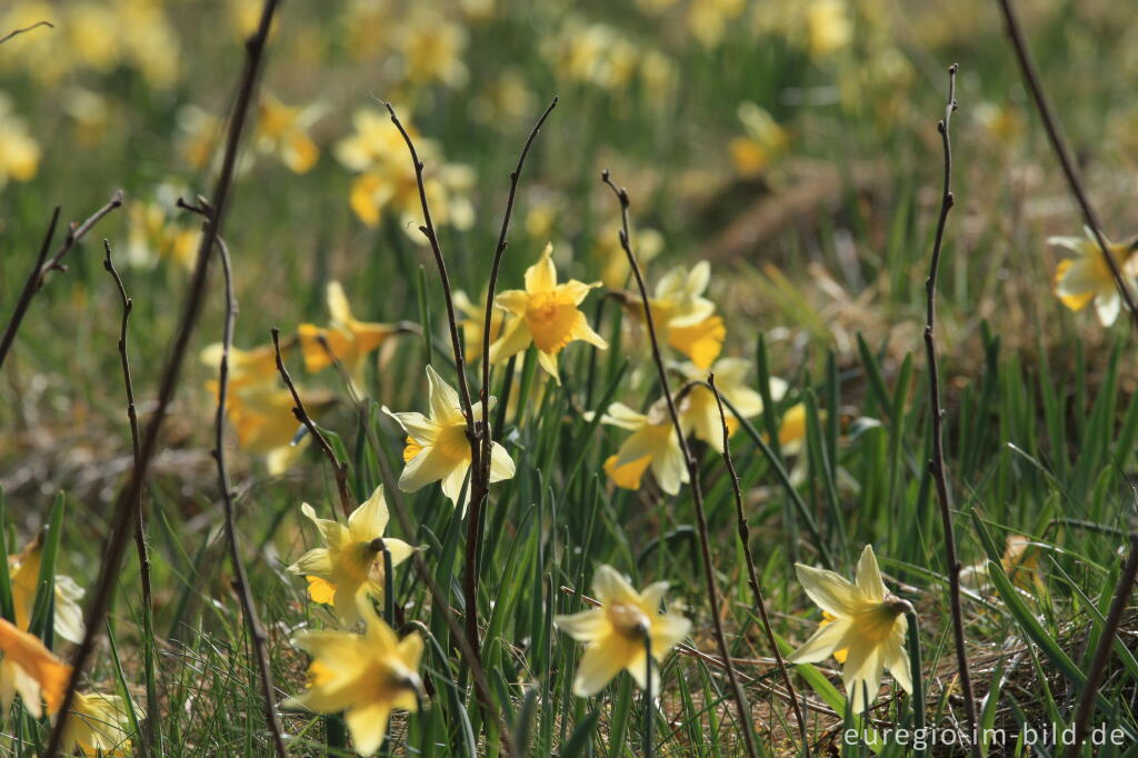 Detailansicht von Narzissenblüte im Oleftal