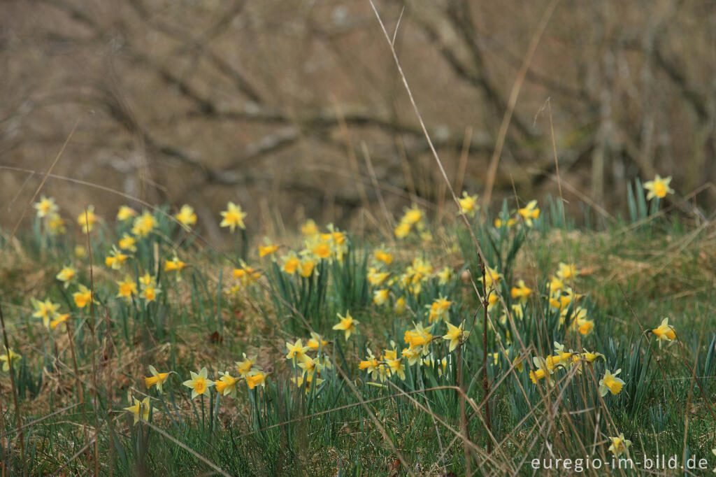 Detailansicht von Narzissenblüte im Oleftal