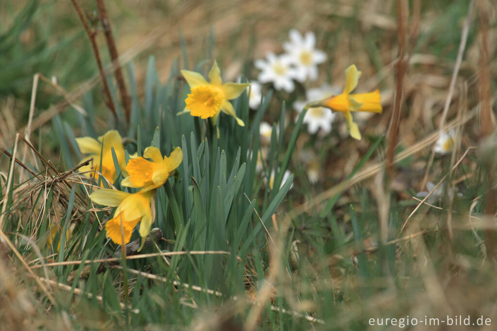 Detailansicht von Narzissenblüte im Oleftal