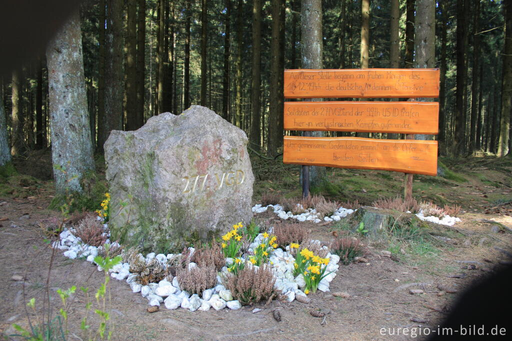 Detailansicht von Narzissenblüte im Oleftal